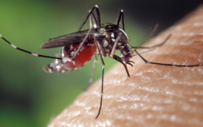 Olejki eteryczne na komary – naturalny sposób na ochronę przed ukąszeniami